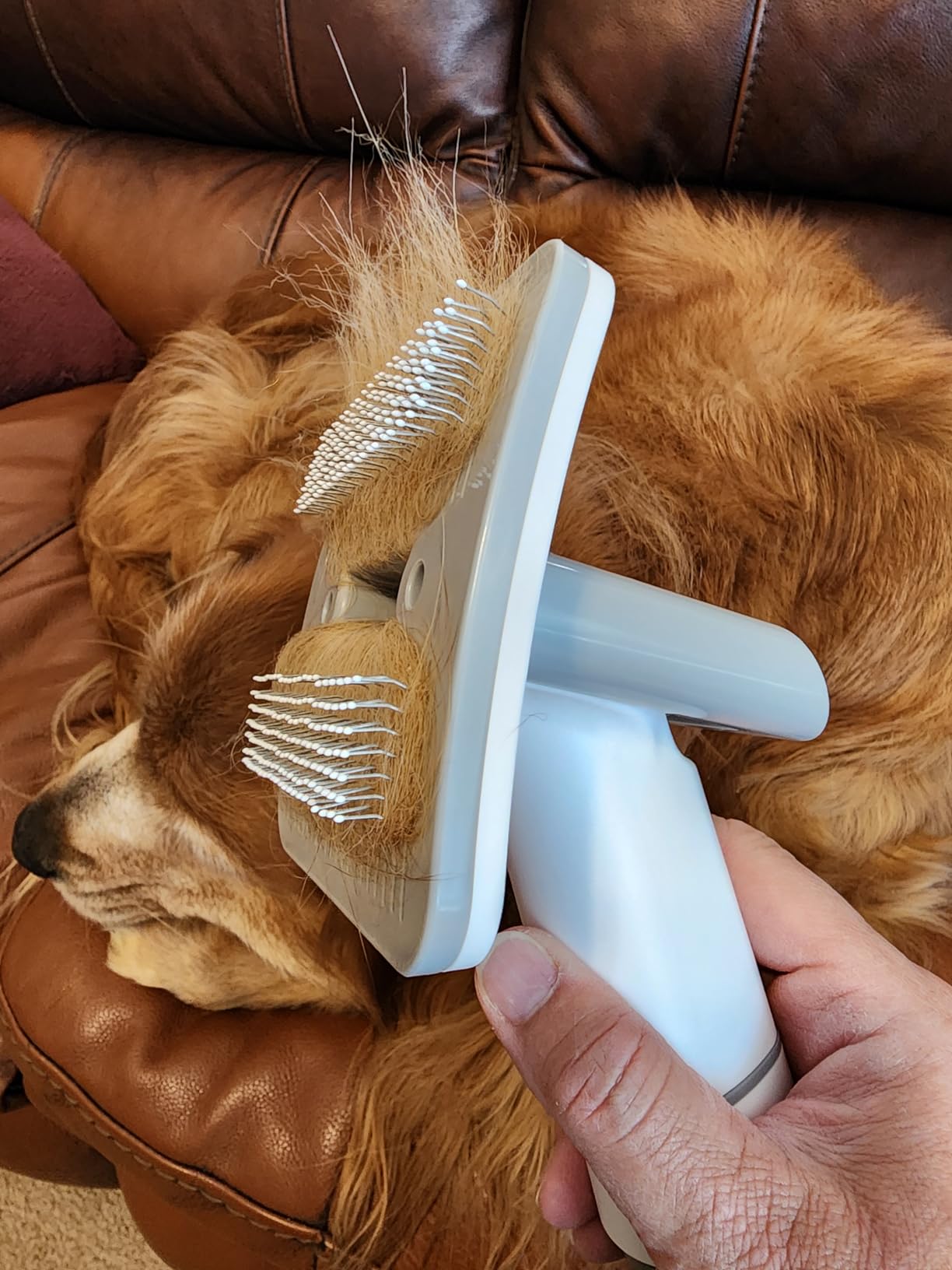 Only for pet lovers
